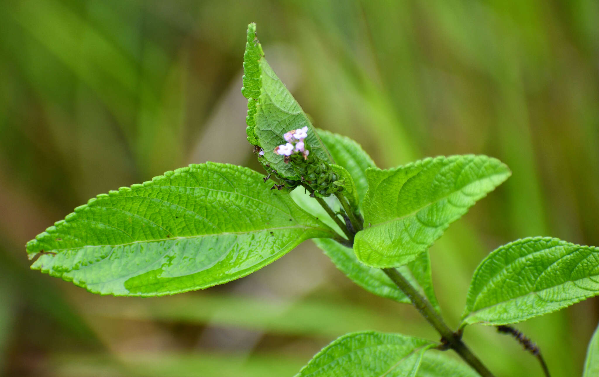 Image of threeleaf shrubverbena