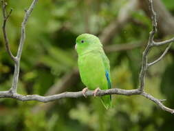 Image of Green-rumped Parrotlet
