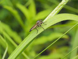 Image of Dysmachus fuscipennis (Meigen 1820)