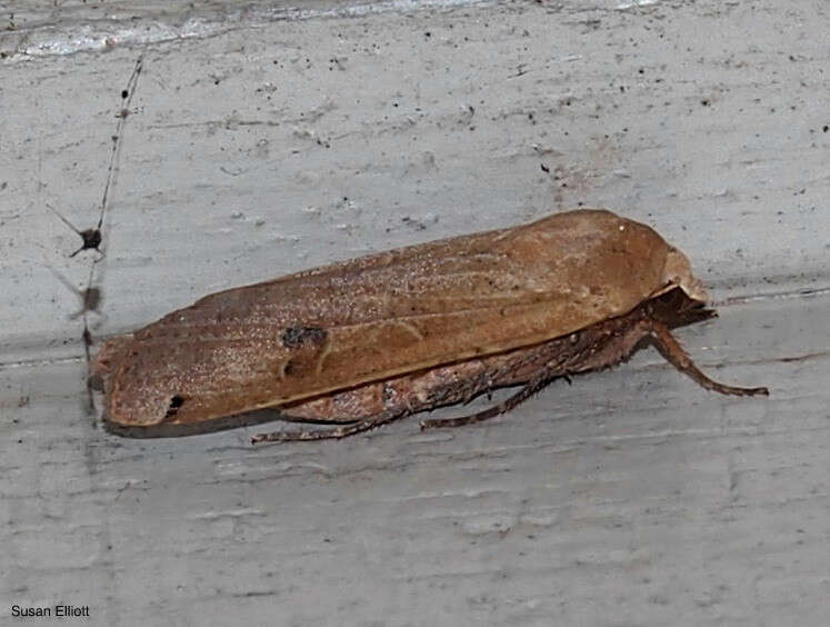 Image of Large Yellow Underwing