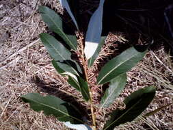 Image of Almond-leaved Willow