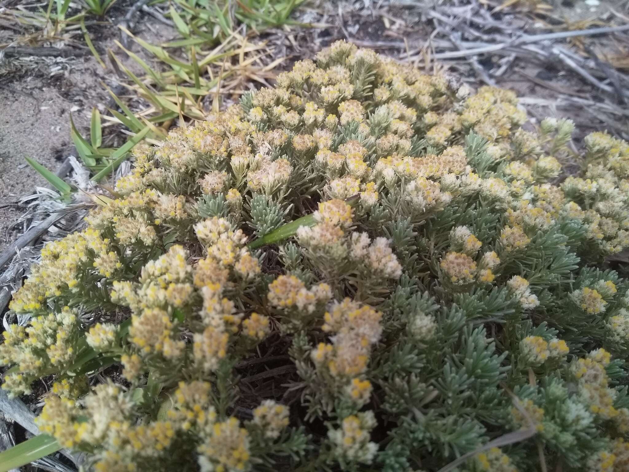 Image of Helichrysum asperum var. comosum (Sch. Bip.) Hilliard