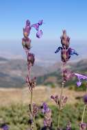 Image de Nepeta nepetella L.