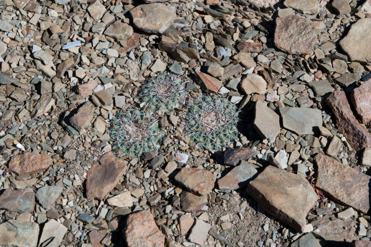 Image of Parodia subterranea F. Ritter