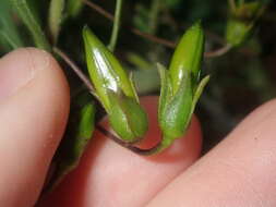 Image of Eremophila decipiens subsp. decipiens