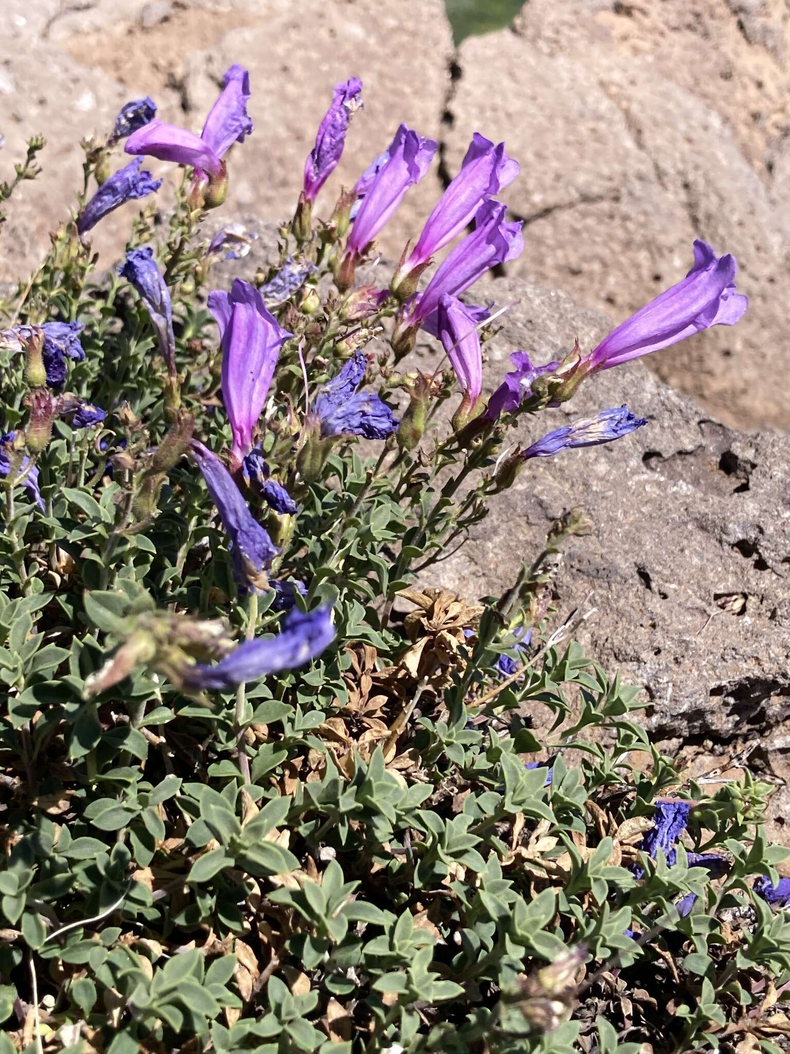 Image of timberline beardtongue