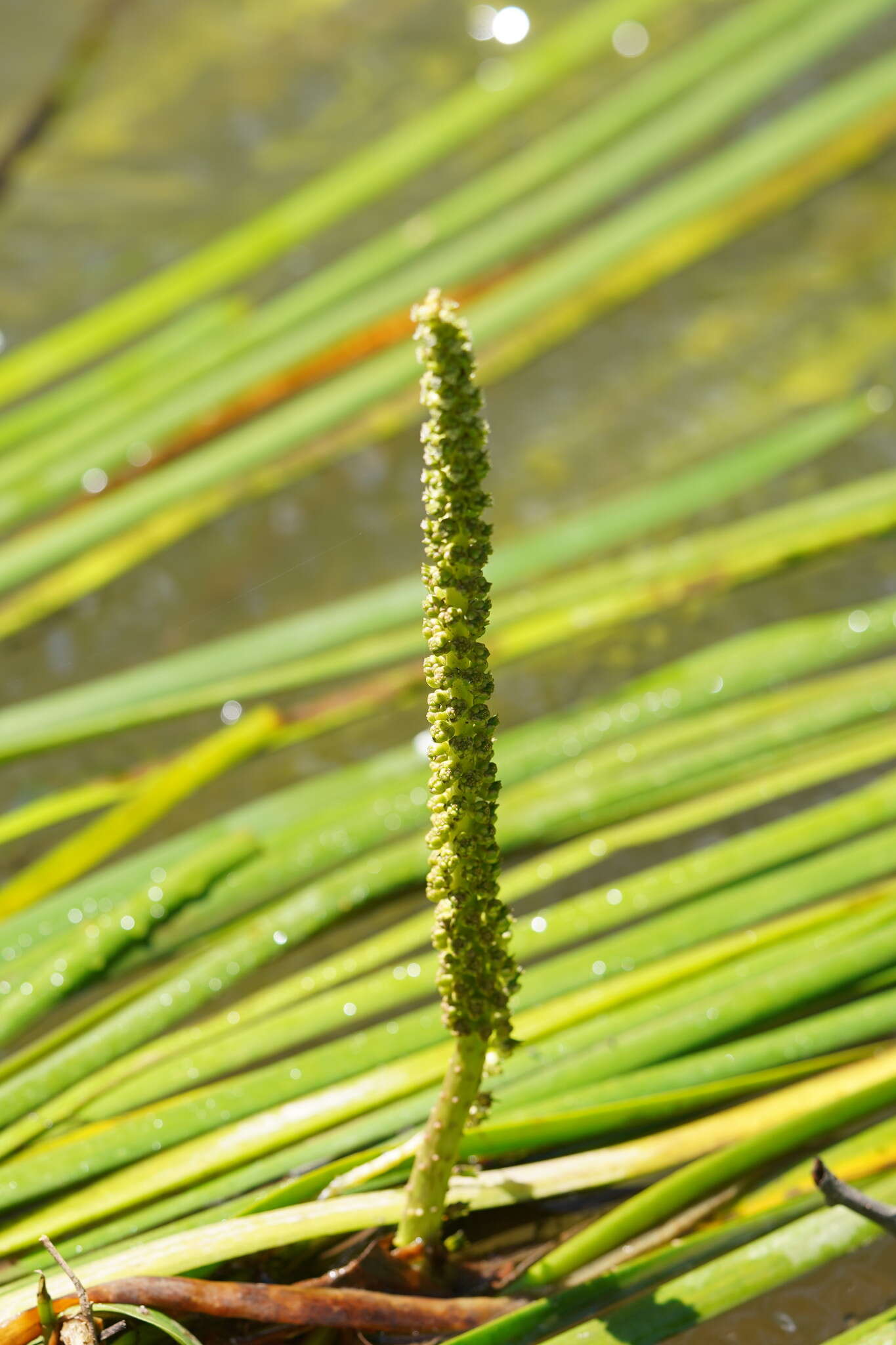 Image of Cycnogeton alcockiae (Aston) Mering & Kadereit