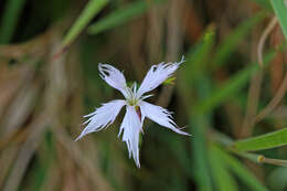 Image of Dianthus mooiensis subsp. kirkii (Burtt Davy) Hooper