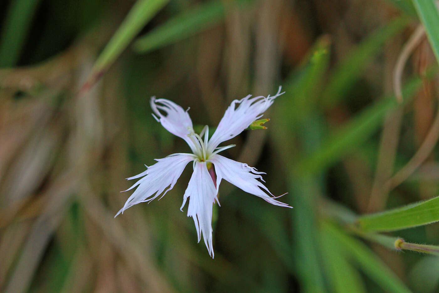 Image of Dianthus mooiensis subsp. kirkii (Burtt Davy) Hooper