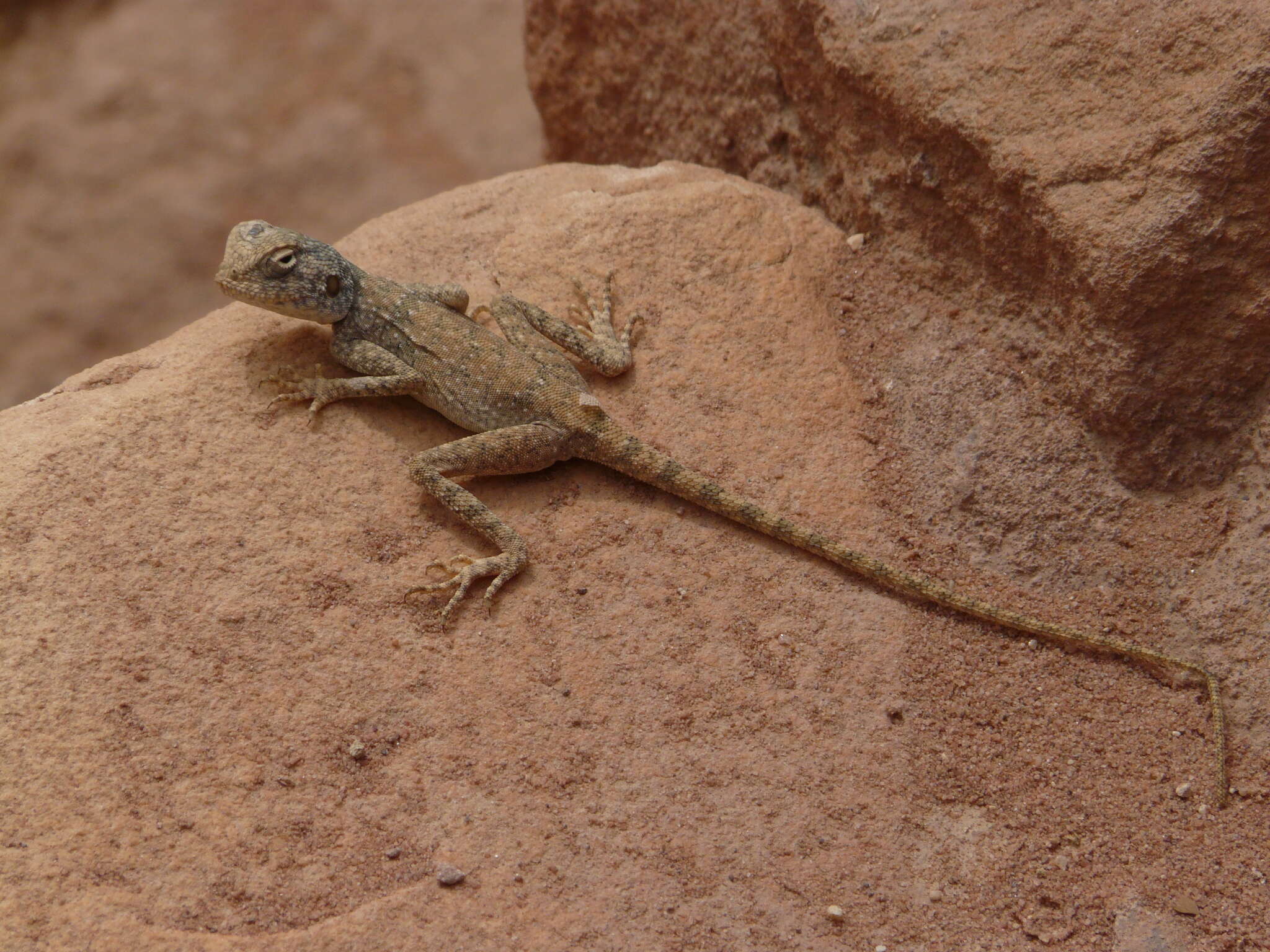 Image of Pseudotrapelus Fitzinger 1843