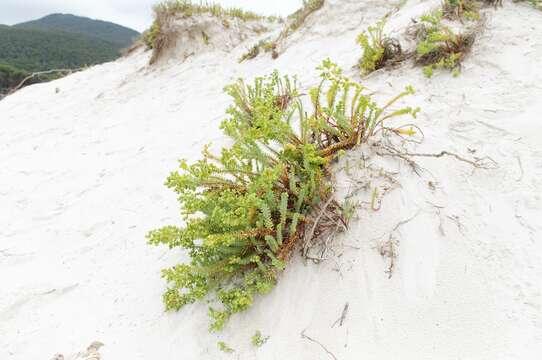 Plancia ëd Euphorbia paralias L.