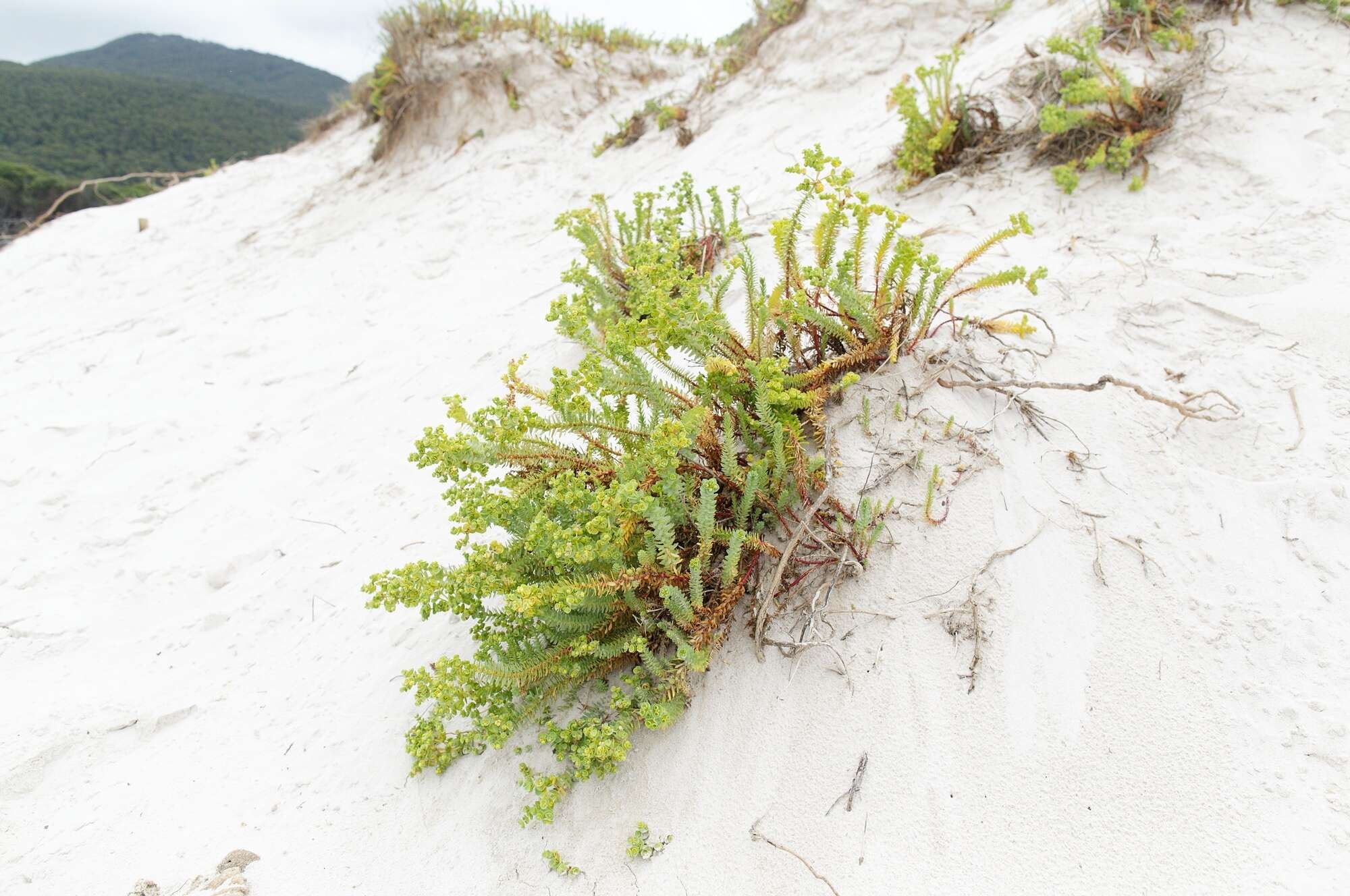 Image of sea spurge