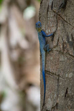 Image of Agama mucosoensis Hellmich 1957