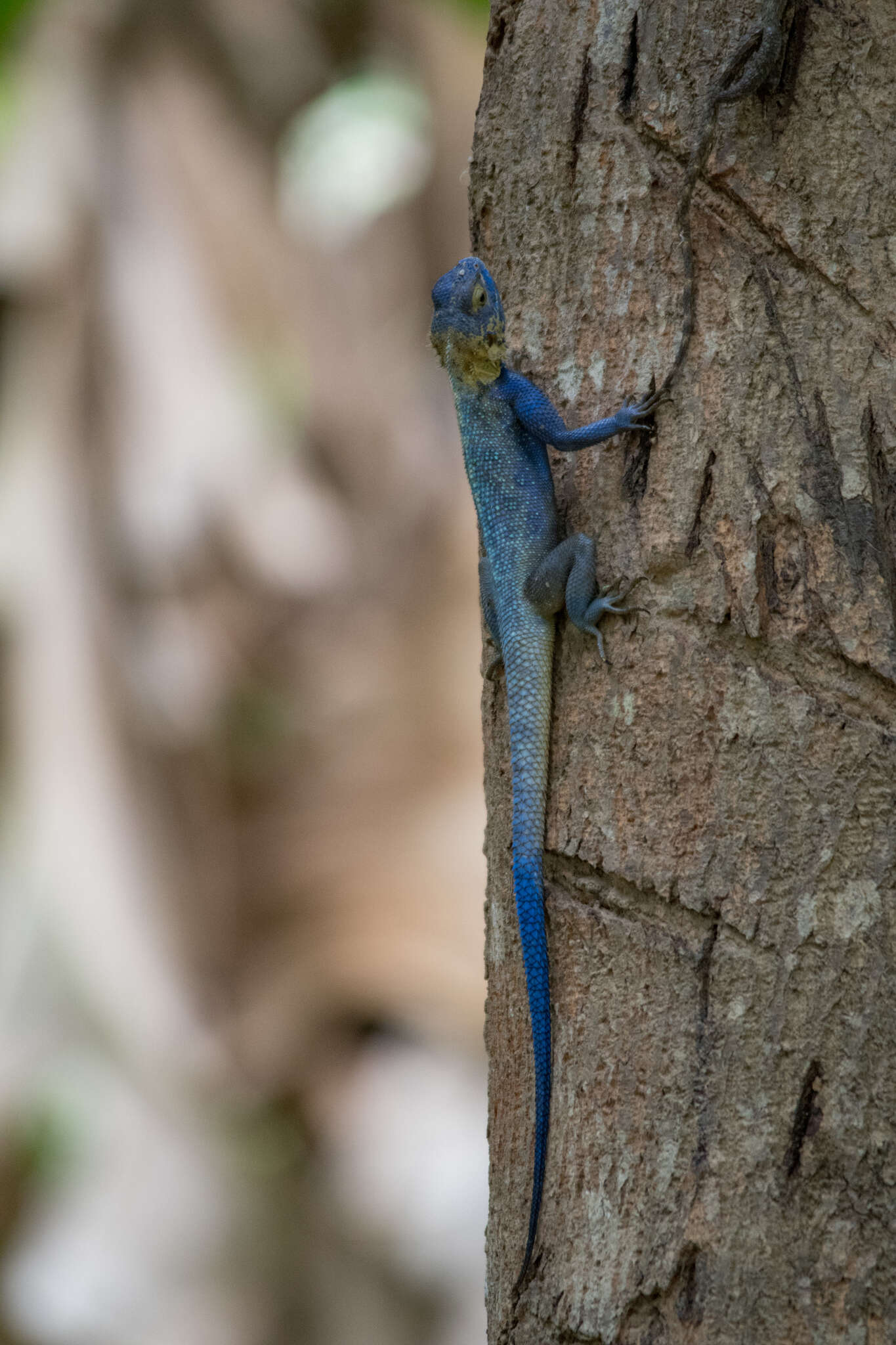 Agama mucosoensis Hellmich 1957 resmi