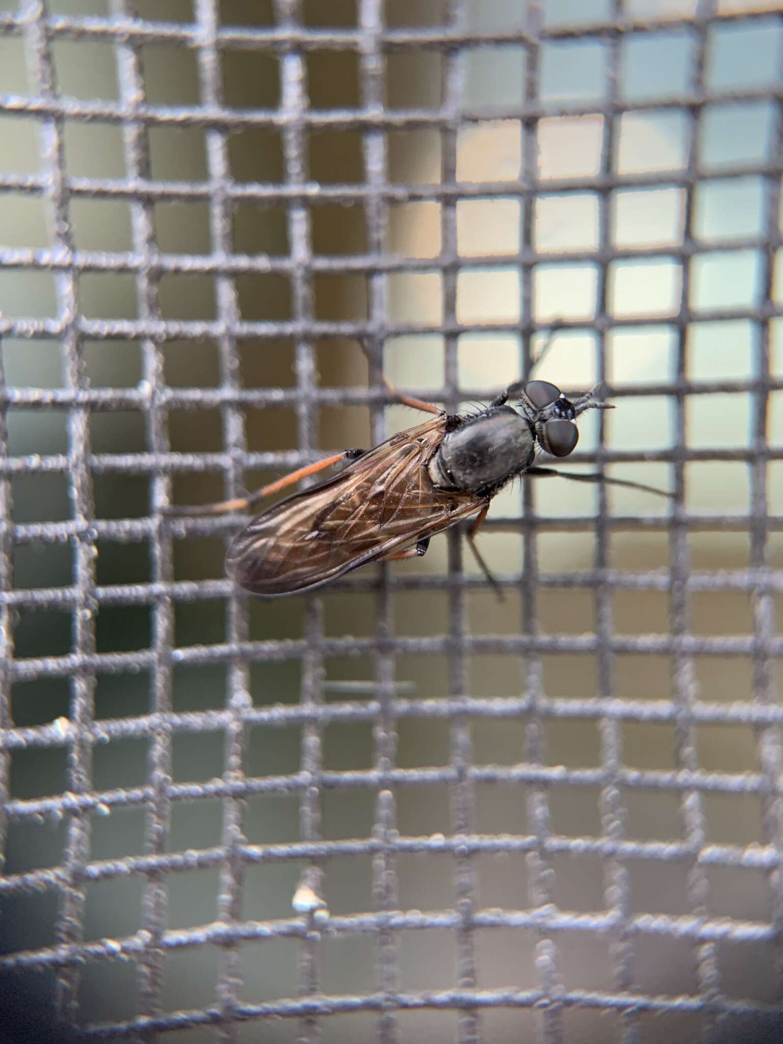 Imagem de <i>Ozodiceromyia nigrimana</i>