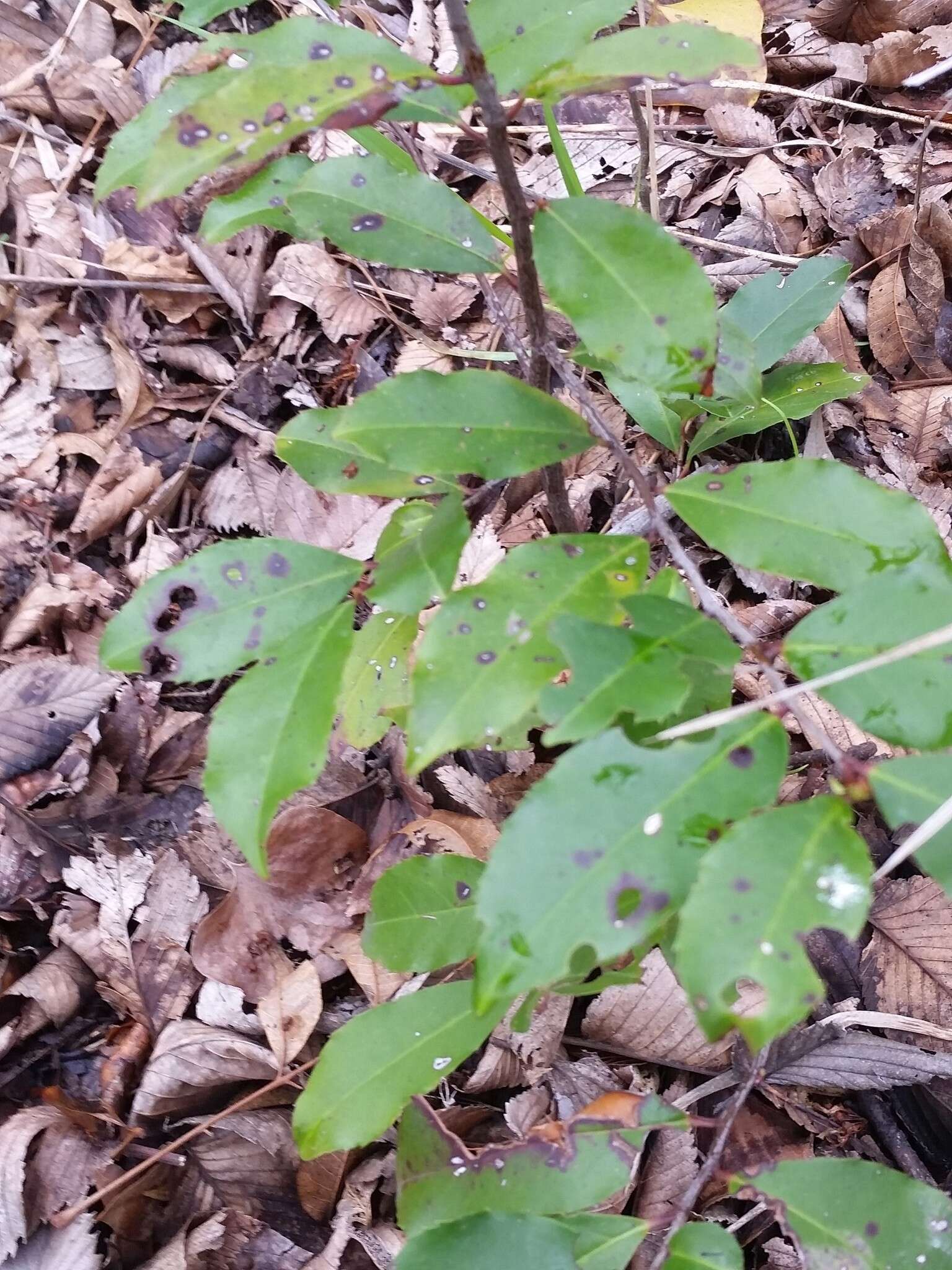 Prunus caroliniana (Mill.) Ait. resmi