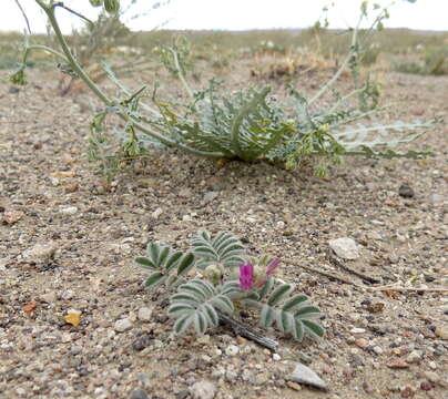 Image of Astragalus lentiginosus var. pseudiodanthus