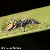 Image of Myrmecia queenslandica Forel 1915