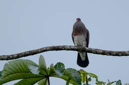 صورة Patagioenas speciosa (Gmelin & JF 1789)