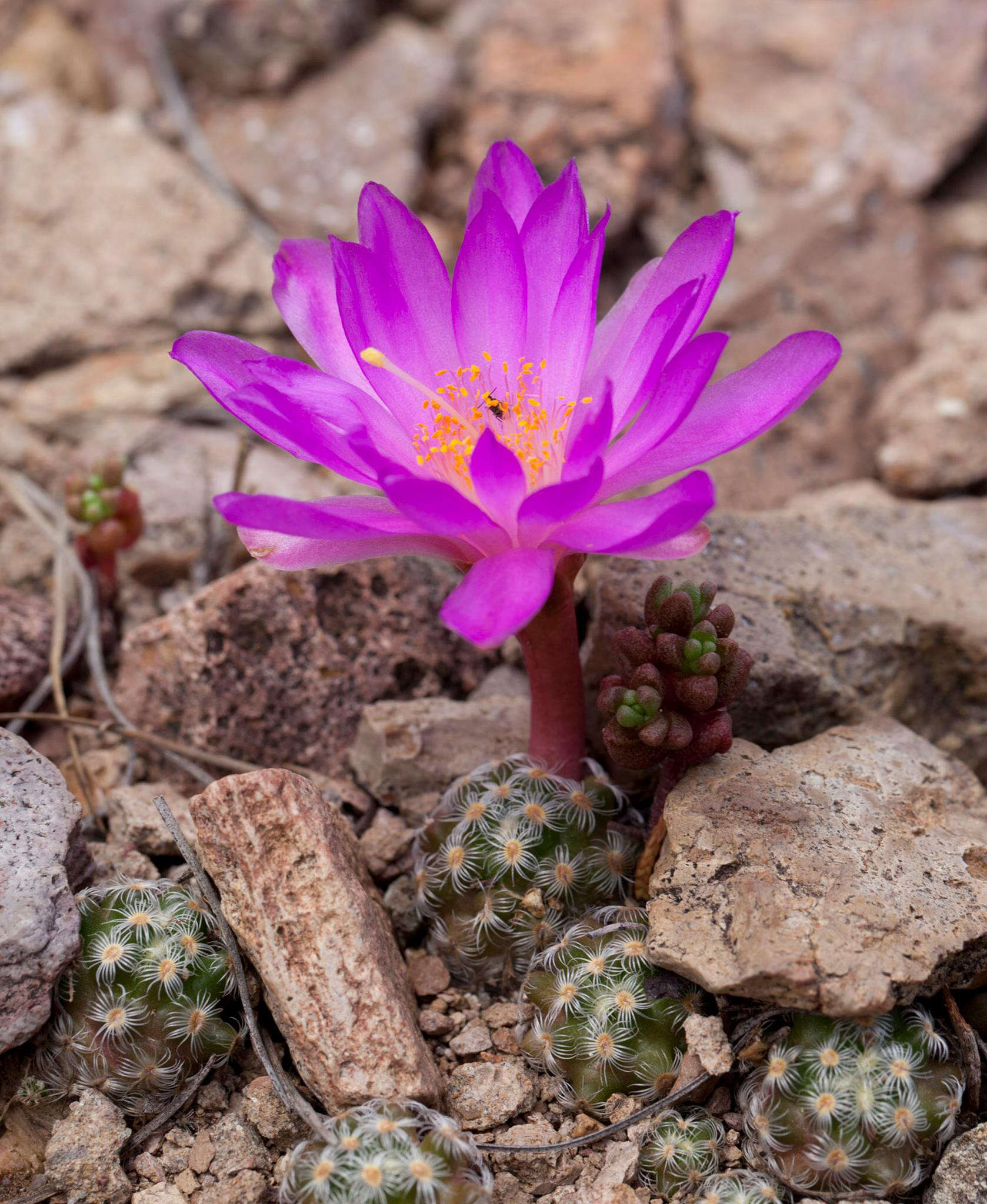 Image of Mammillaria saboae subsp. haudeana (A. B. Lau & K. Wagner) D. R. Hunt