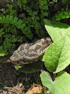 Imagem de Bothrops ammodytoides Leybold 1873