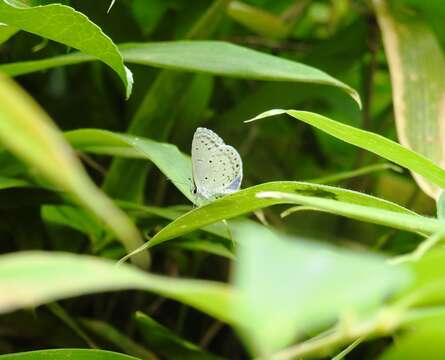 Image of Celastrina argiolus ladonides (De L'Orza 1869)