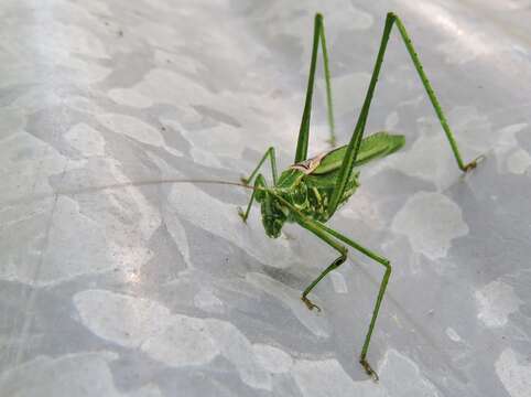 Image of Western Cypress Katydid