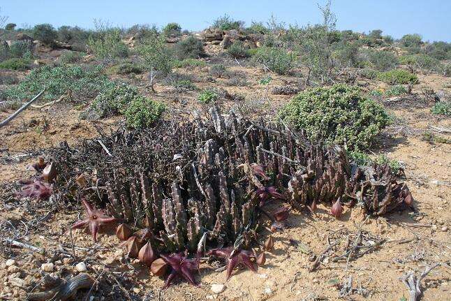 Image de Ceropegia pulvinata var. gariepensis (Pillans) Bruyns