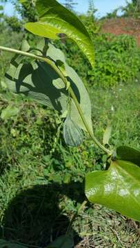 Image of Scrambling dutchman's pipe