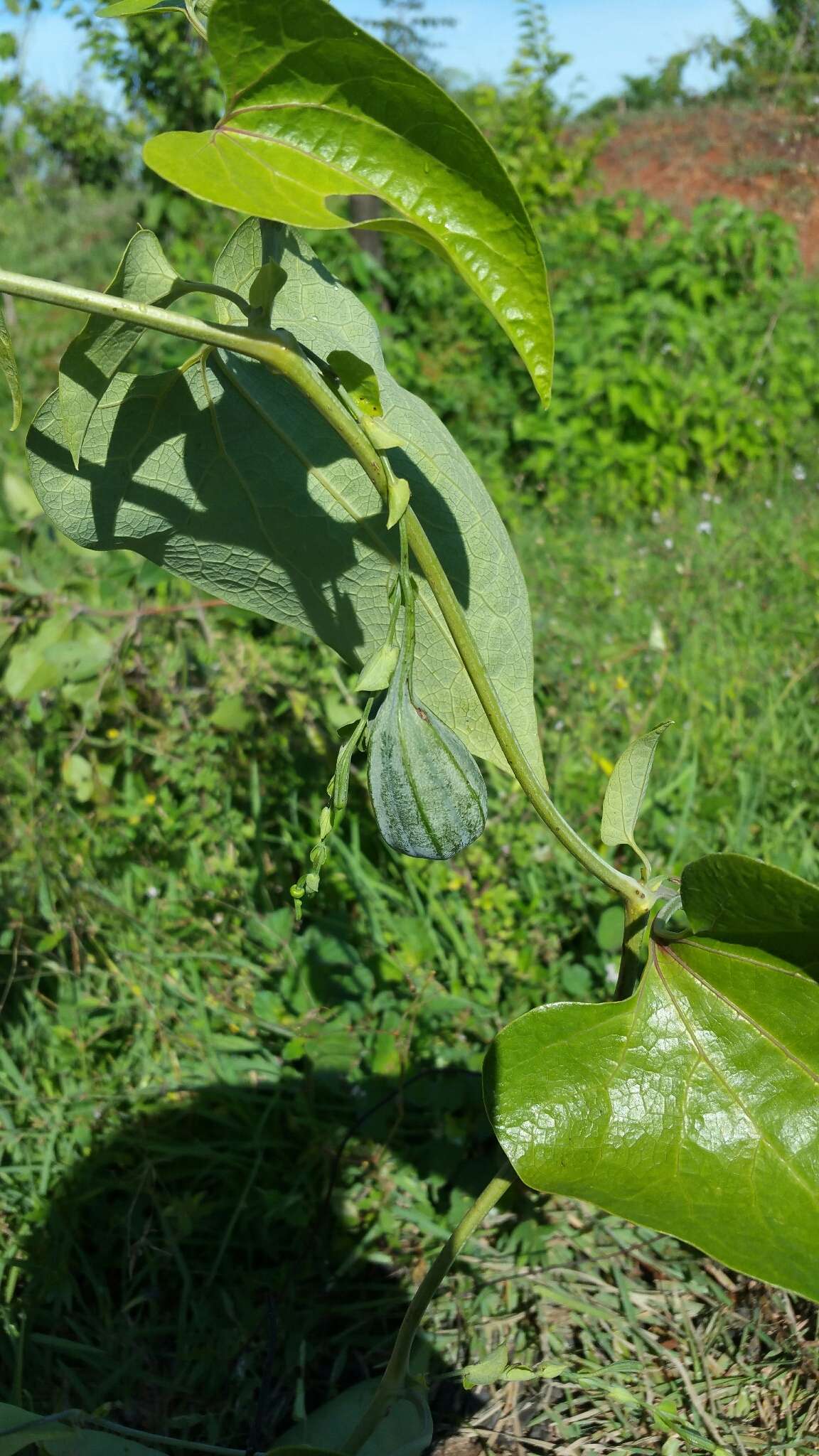 Image de Aristolochia albida Duch.