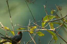 Myioborus miniatus (Swainson 1827) resmi