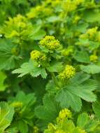 Image of Alchemilla caucasica Buser