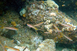 Image of Noarlunga hulafish