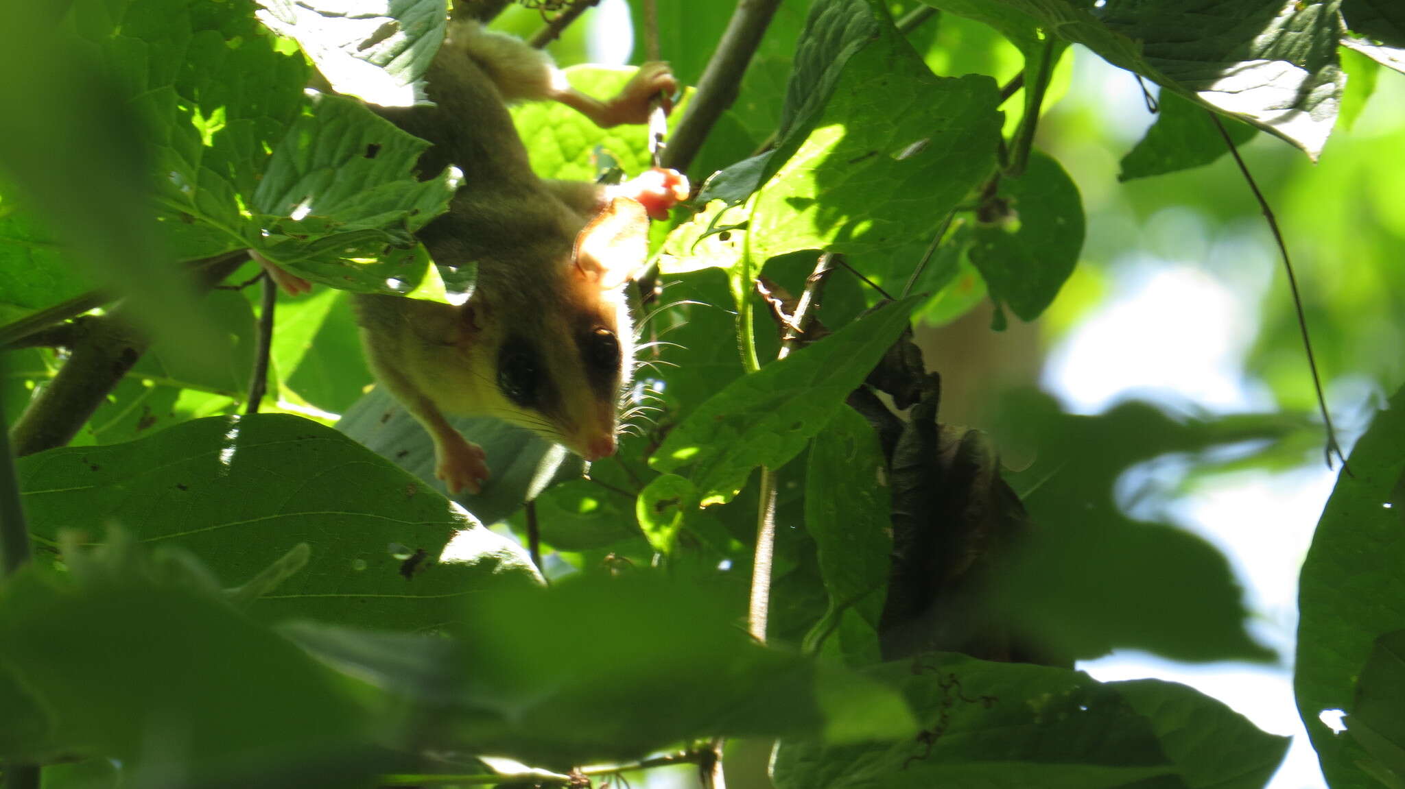 Image of Mexican Mouse Opossum