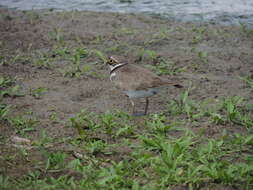 Image de Charadrius dubius curonicus Gmelin & JF 1789