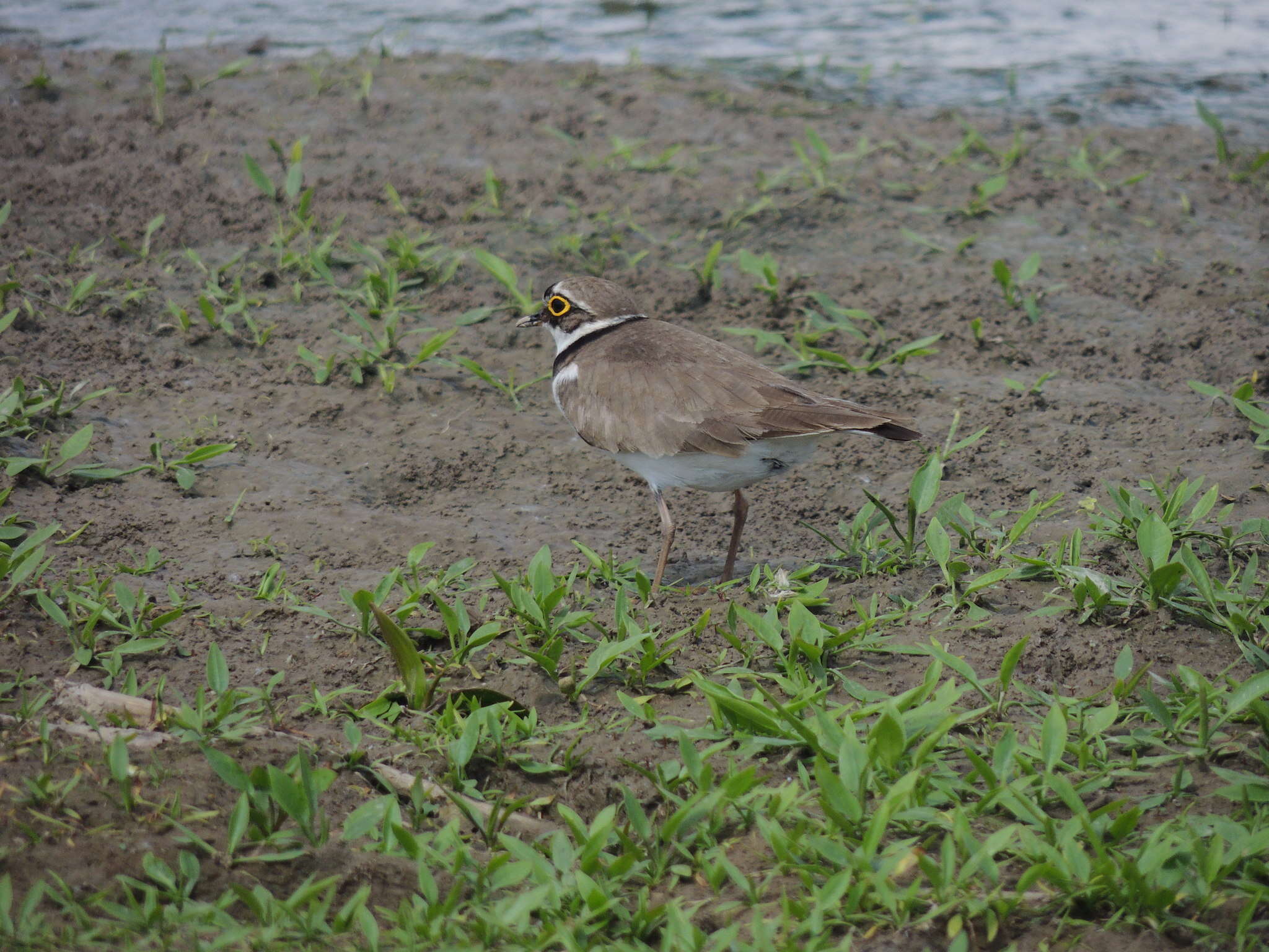 Image de Charadrius dubius curonicus Gmelin & JF 1789