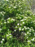 Plancia ëd Viburnum rufidulum Rafin.