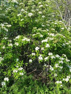 Imagem de Viburnum rufidulum Rafin.