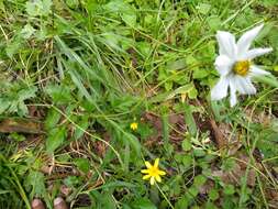 Image of Cosmos diversifolius Otto