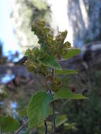 Image de Acalypha comonduana Millsp.