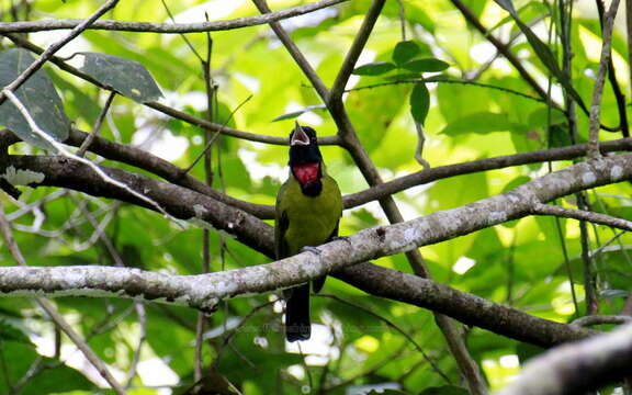 Image of Bare-throated Whistler