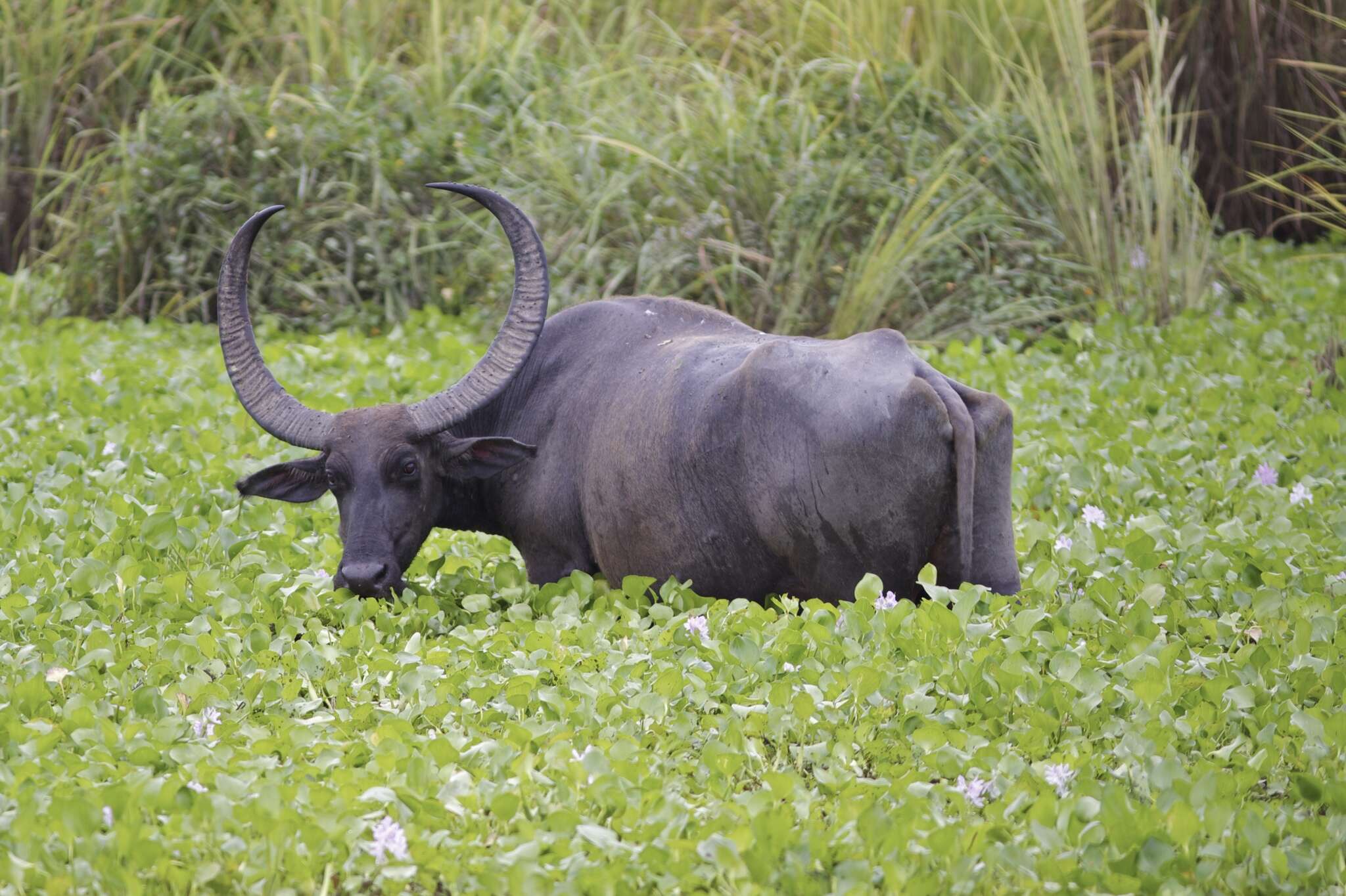 Image of Asian Buffalo