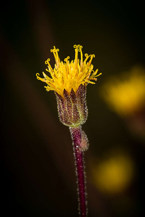 Image of Sinclairia palmeri (A. Gray) B. L. Turner