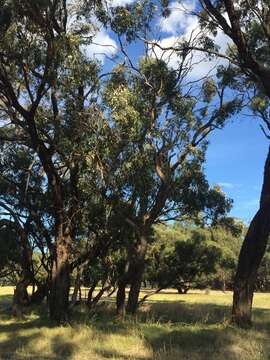 Image of Eucalyptus microcarpa (Maiden) Maiden