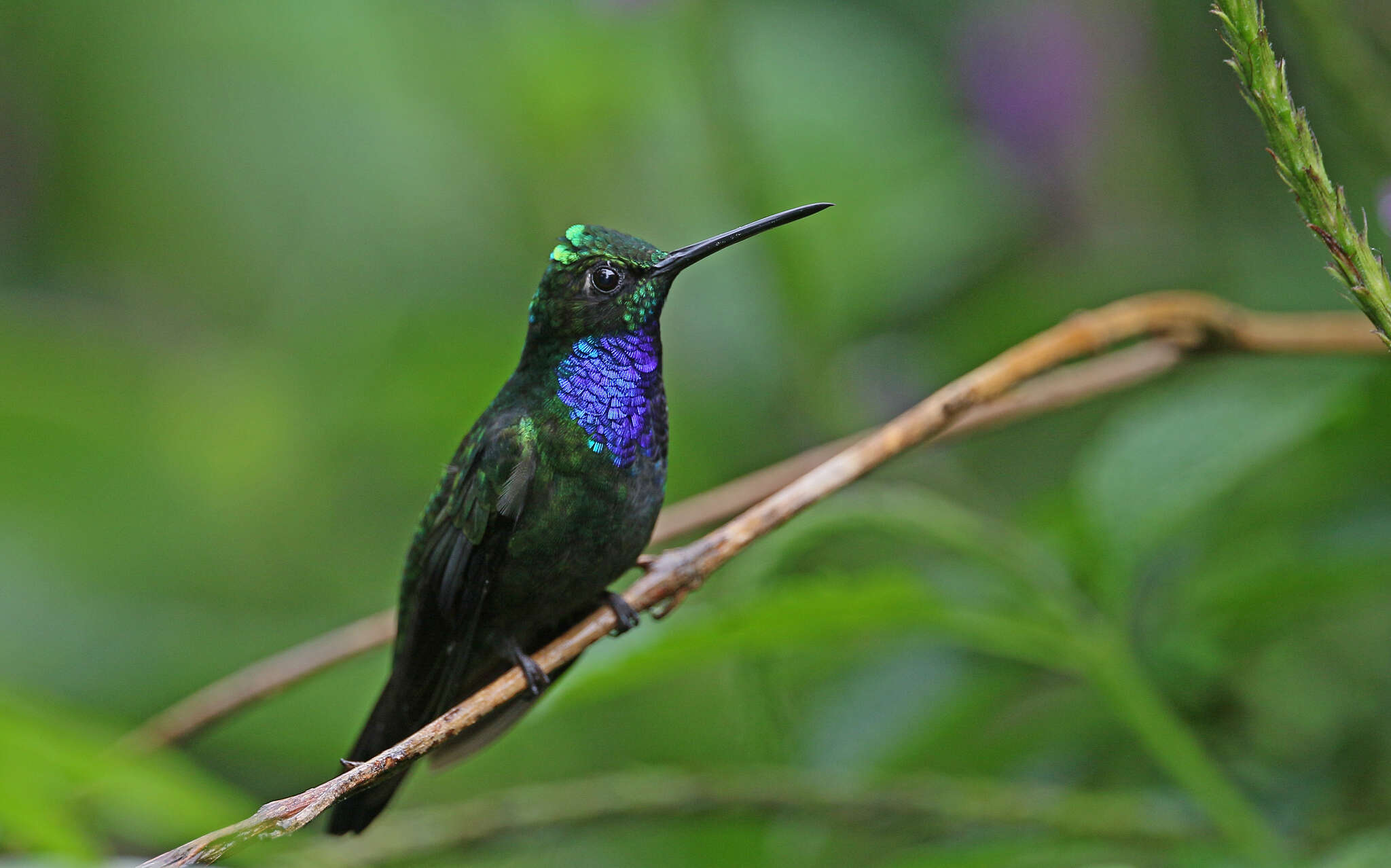 Campylopterus villaviscensio (Bourcier 1851) resmi