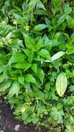 Image of Helleborus viridis subsp. occidentalis (Reuter) Schifner