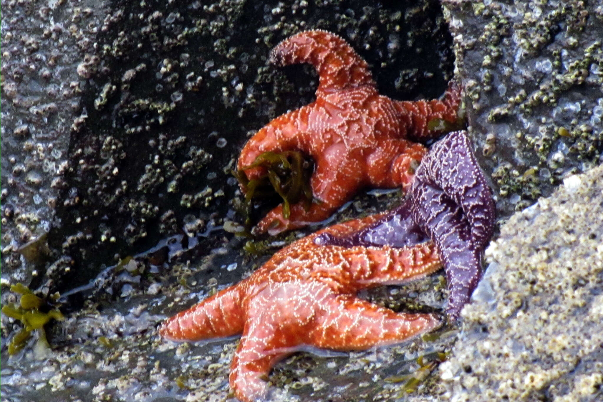 Image of ochre sea star