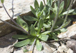 Image of grayleaf draba