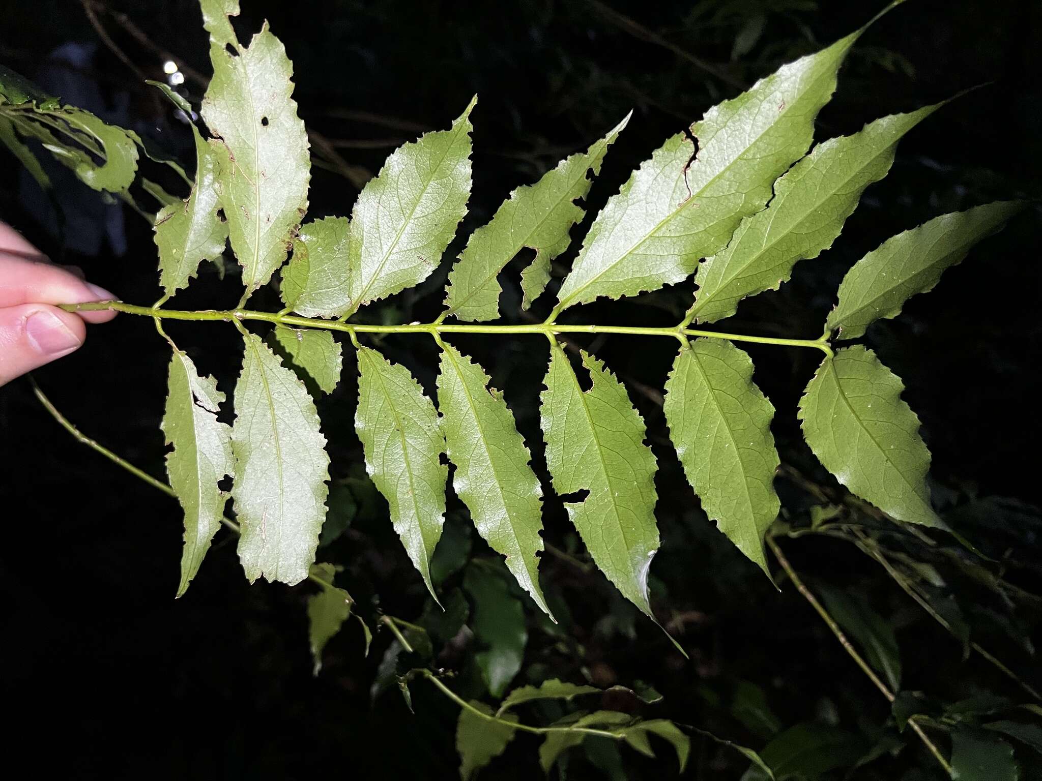 Image of Daphnandra apatela Schodde