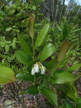 Imagem de Lyonia mariana (L.) D. Don